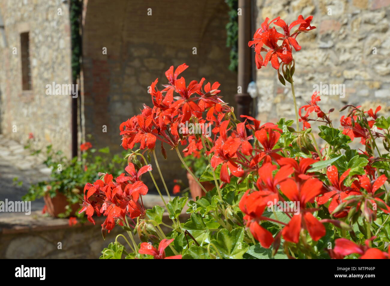 Rote Blumen funkelnd in der Toskana Sonne, fangen das Sonnenlicht und blühende direkt aus dem Bild Stockfoto