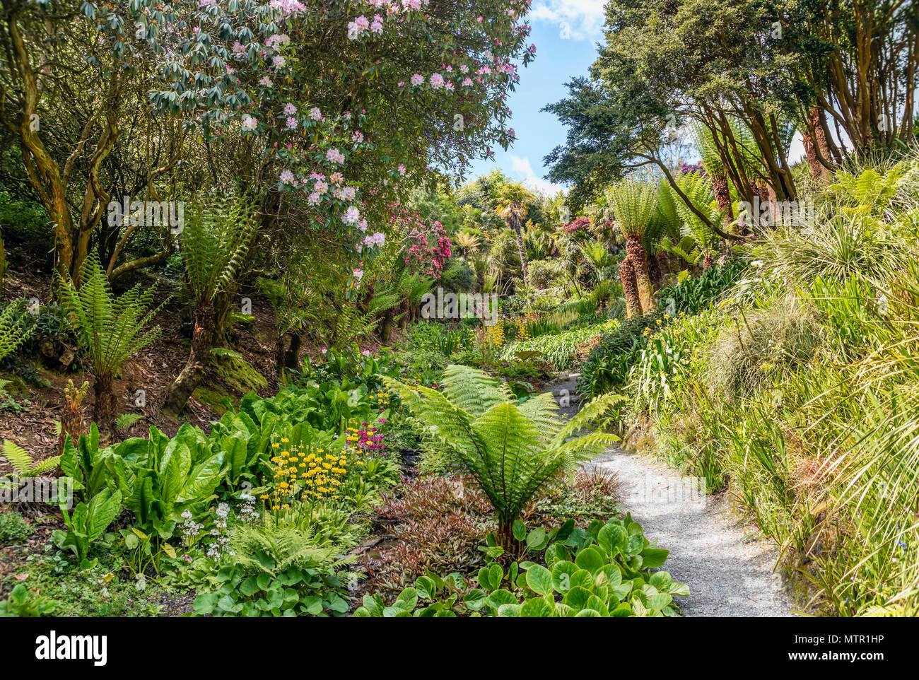 Subtropischen Cascade-Wasser-Garten im Zentrum von Trebah Garden, Cornwall, England, UK Stockfoto