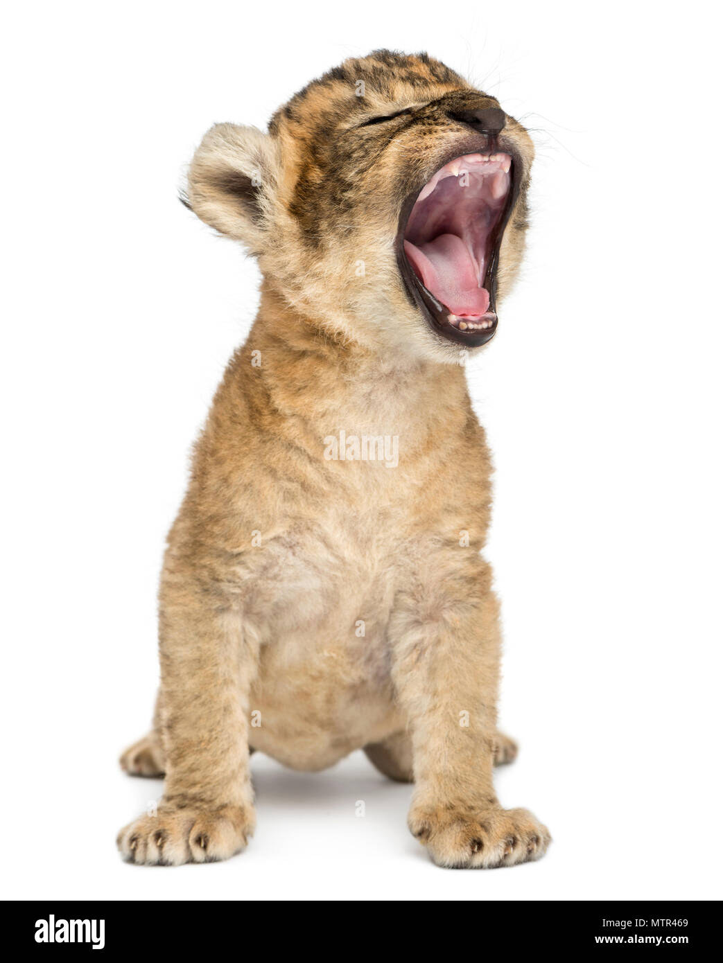 Lion cub, Sitzen und Brüllen, isoliert auf weißem Stockfoto