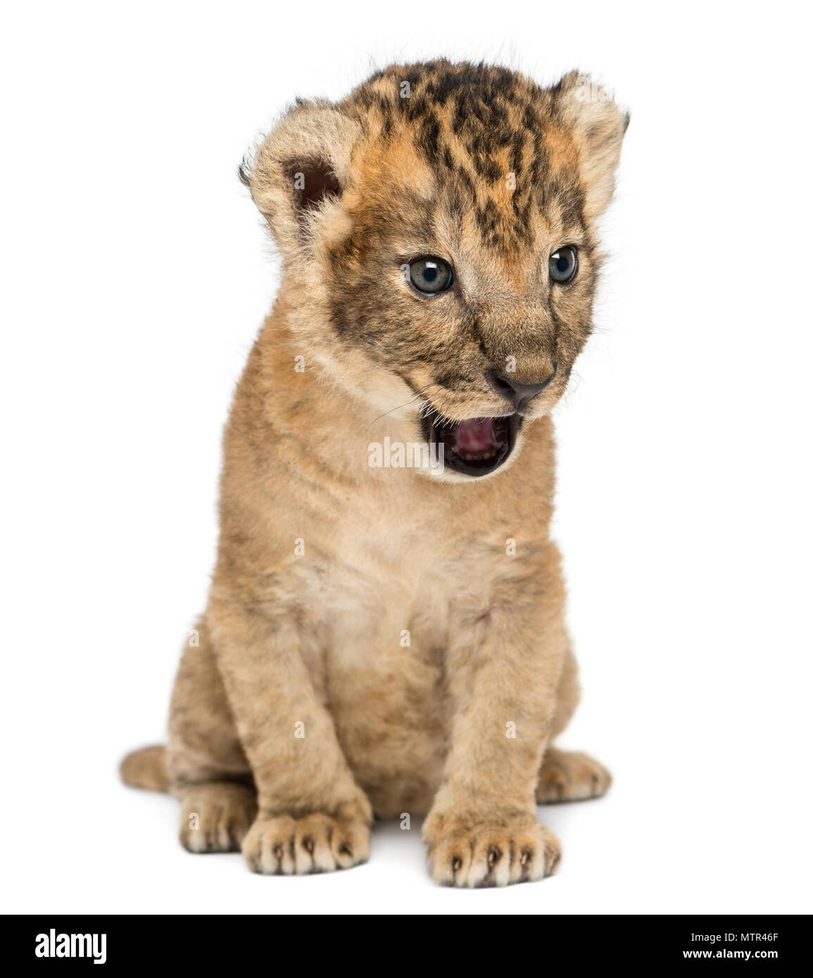 Lion cub sitzend, brüllen, 16 Tage alt, isoliert auf weißem Stockfoto