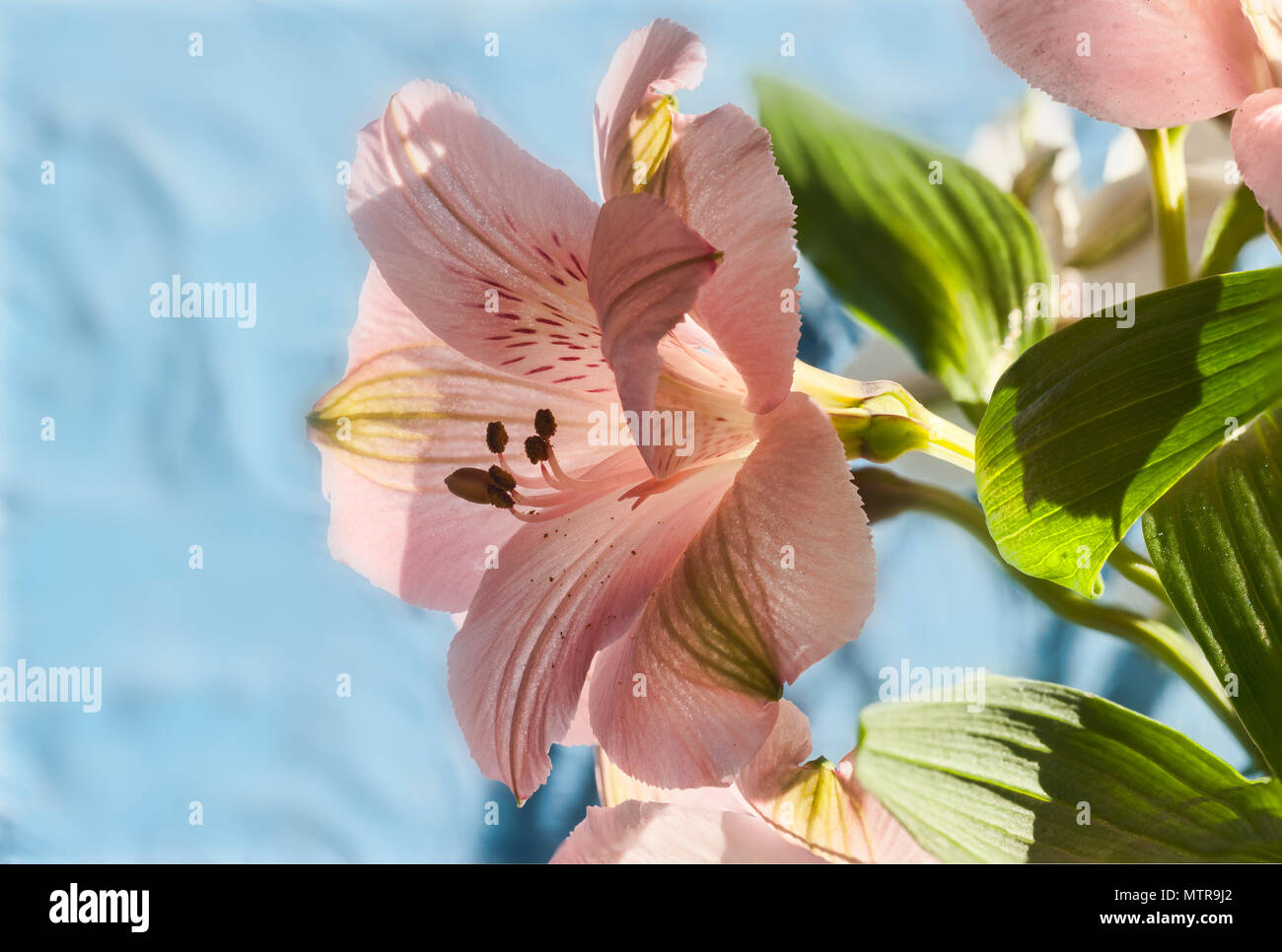 Leuchtend rosa Inkalilie, Blumenschau. Fokus gestapelt Makro. Stockfoto