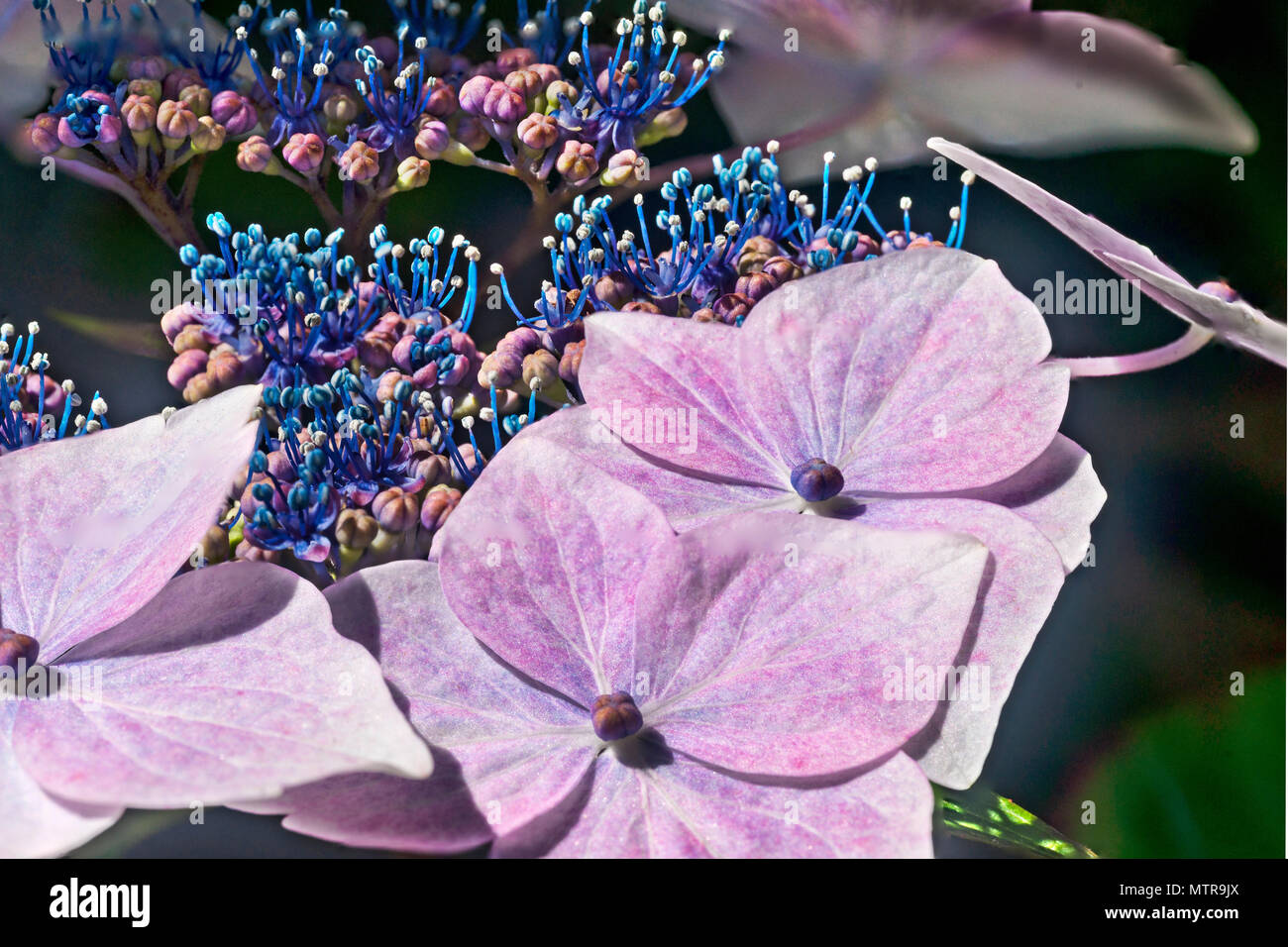 Helle Hortensie spitze Kappe Blütenkopf, Fokus gestapelt Makro. Stockfoto