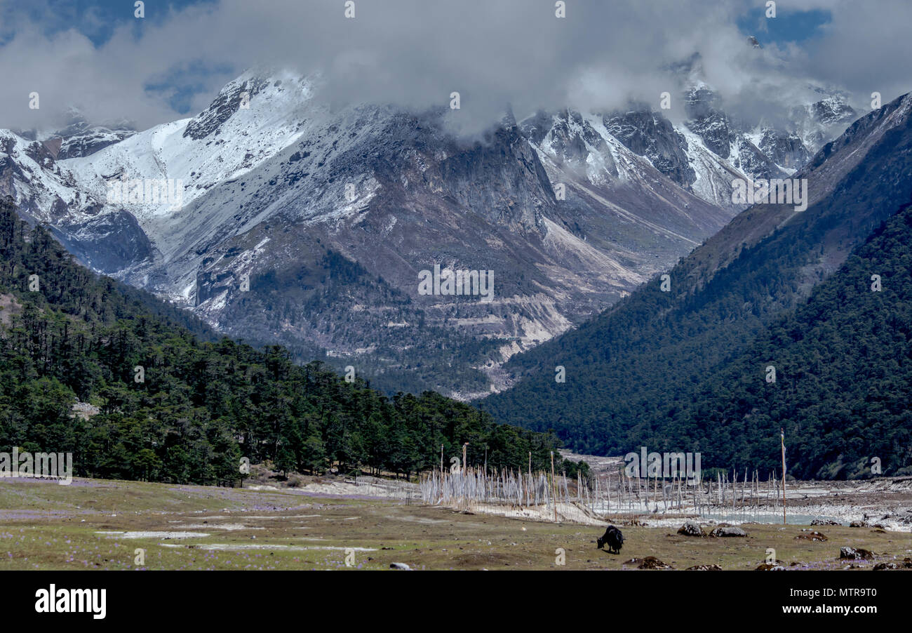Yumthang Tal, eine beliebte Touristenattraktion und Natur Camp im östlichen Himalaya, Sikkim, Indien Stockfoto