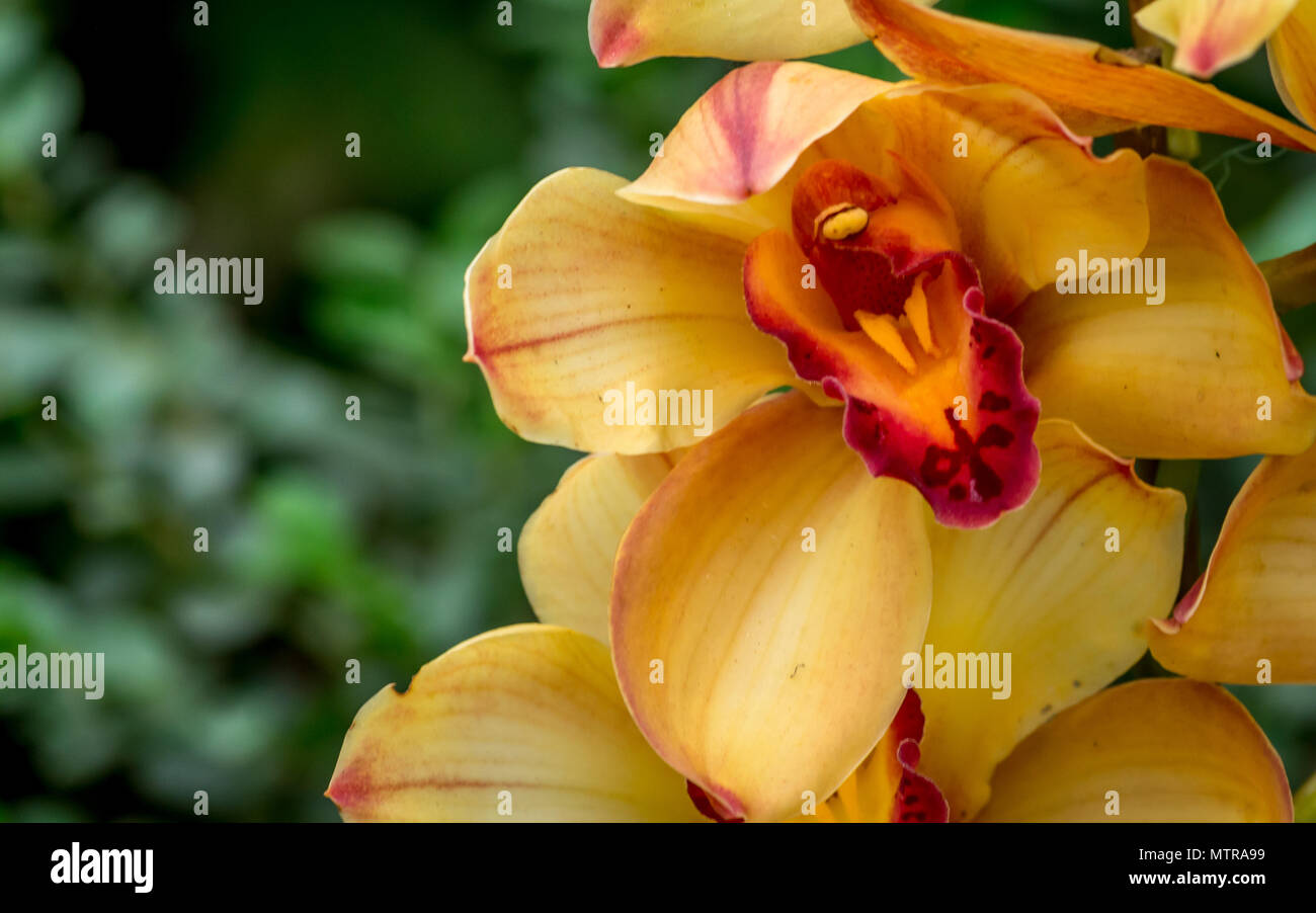 Orange und Rot Cymbidium orchid Hybrid mit selektiven Fokus, Boot Orchideenblüte in einem Gewächshaus im östlichen Himalaya Stockfoto
