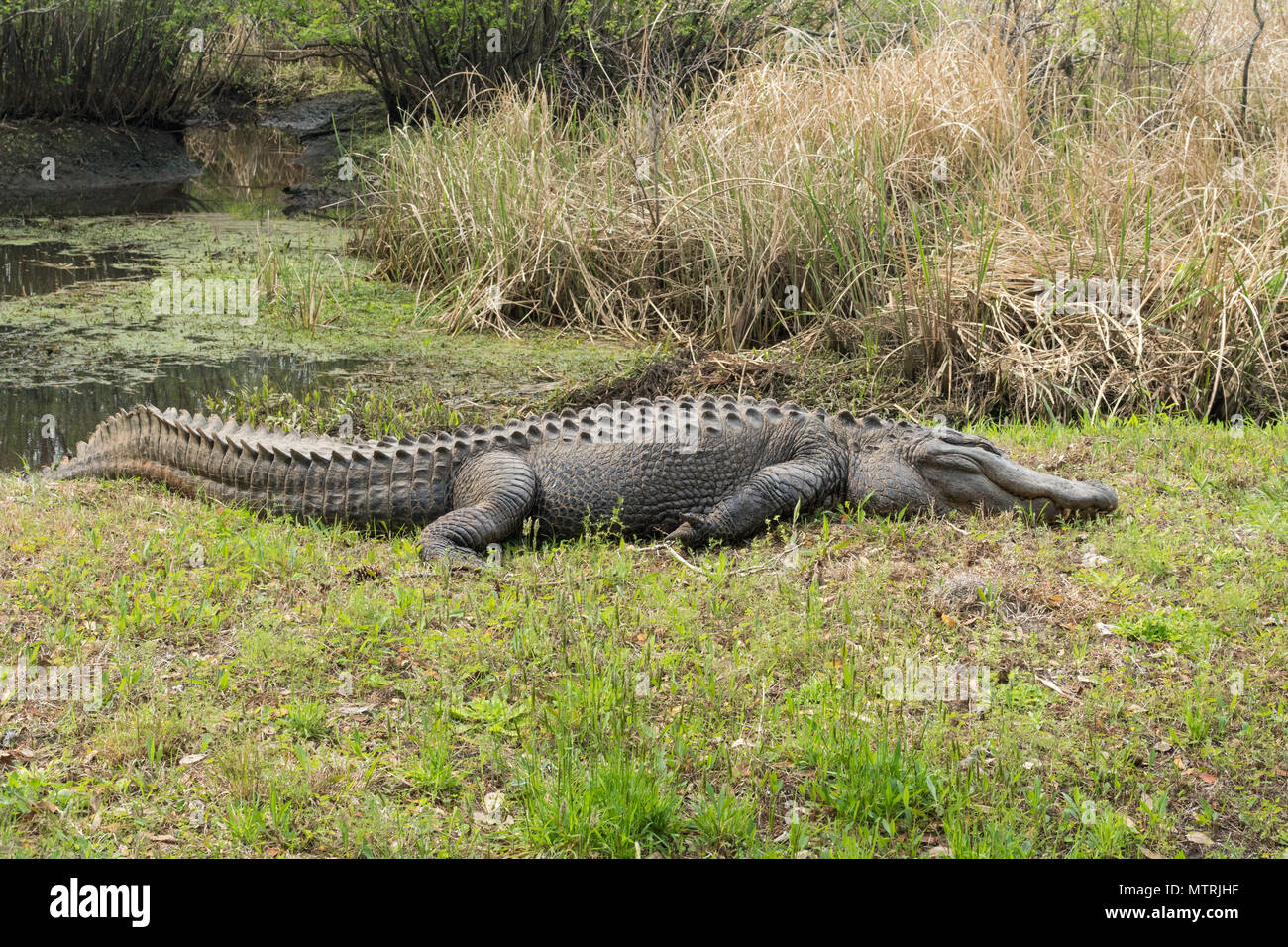 Eine große amerikanische Alligator Sonnen in South Carolina Stockfoto