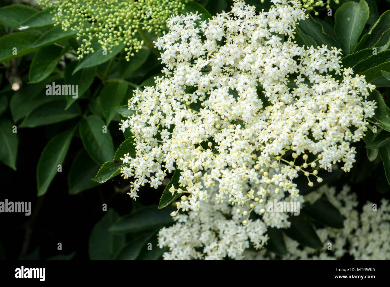 Holunder, Sambucus nigra, Blume. Holunderblüten, Blossom Stockfoto