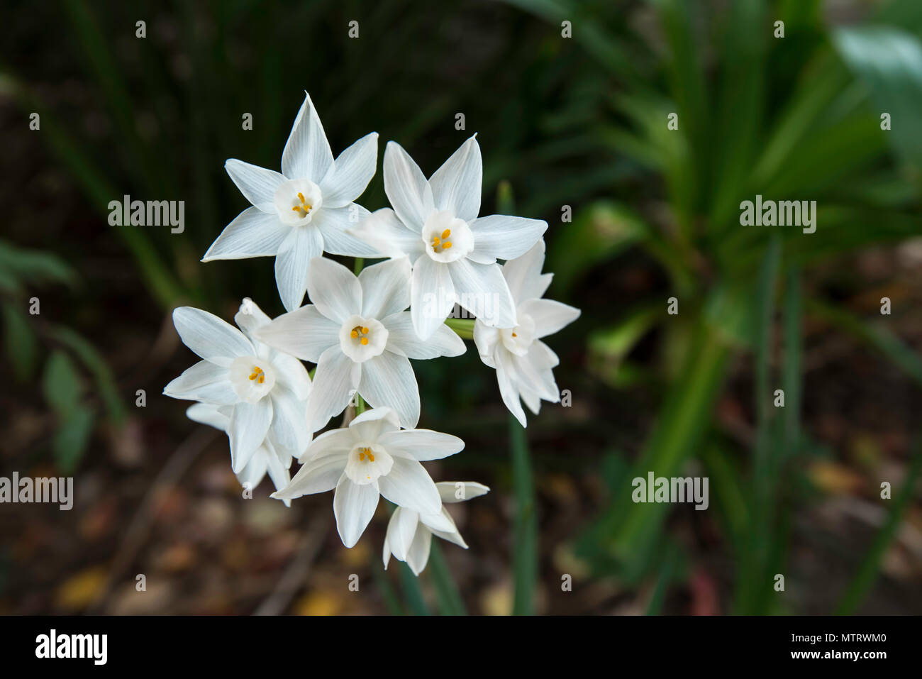 Eine neu blühenden Jonquil (Narcissus tazetta) in einem Sydney garden Stockfoto