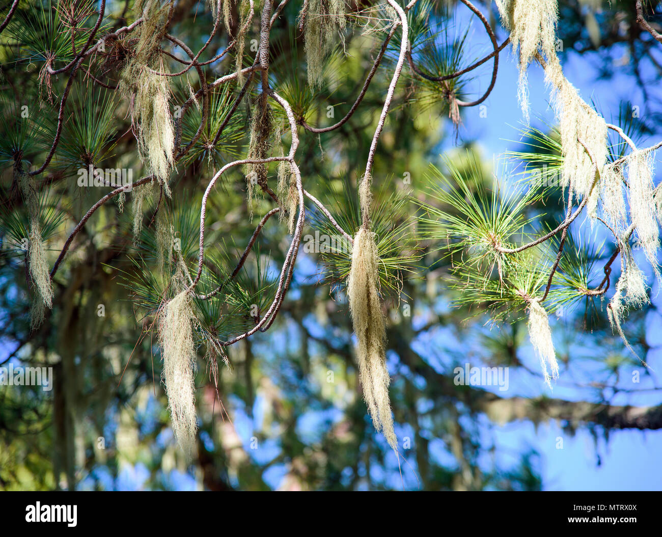 Flechten hingen an Bäumen in der Tamadaba Wald, Gran Canaria Stockfoto