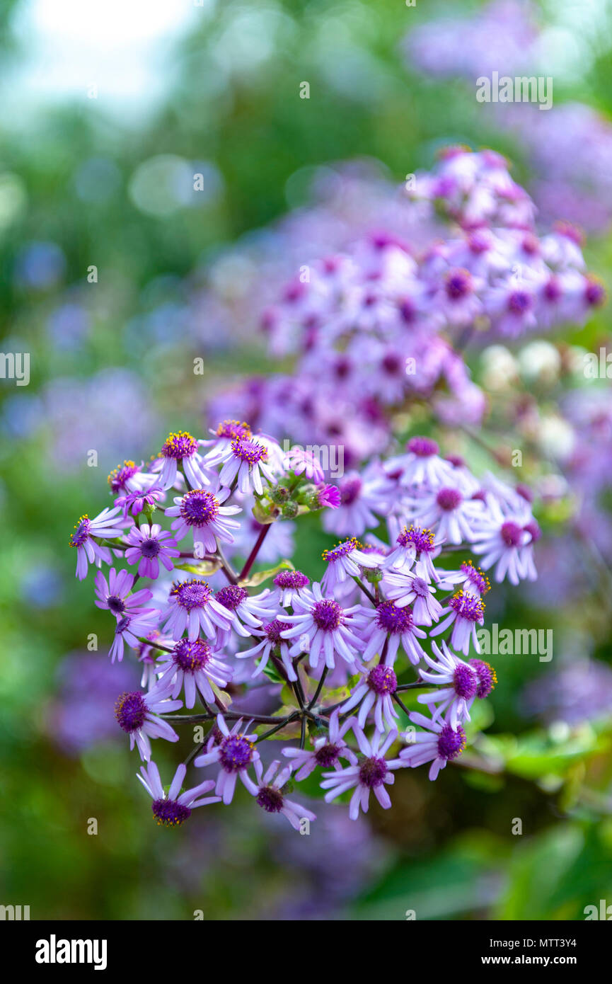 Winter Bluhende Blume Des Pericallis Webbii Im Botanischen Garten
