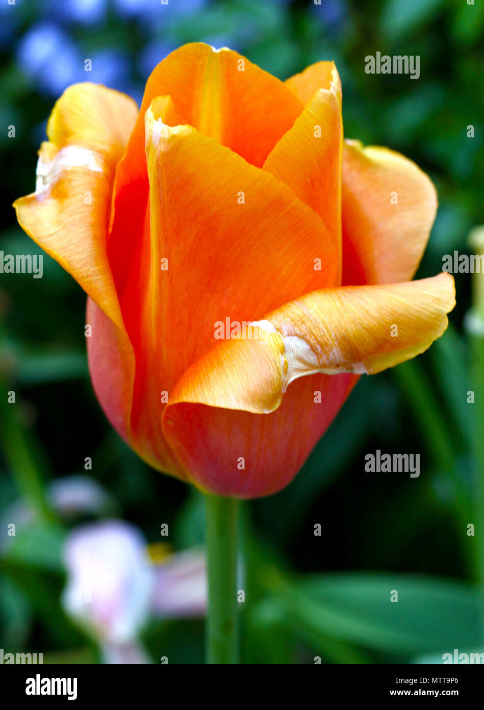 Single orange tulip gegen Grün Stockfoto