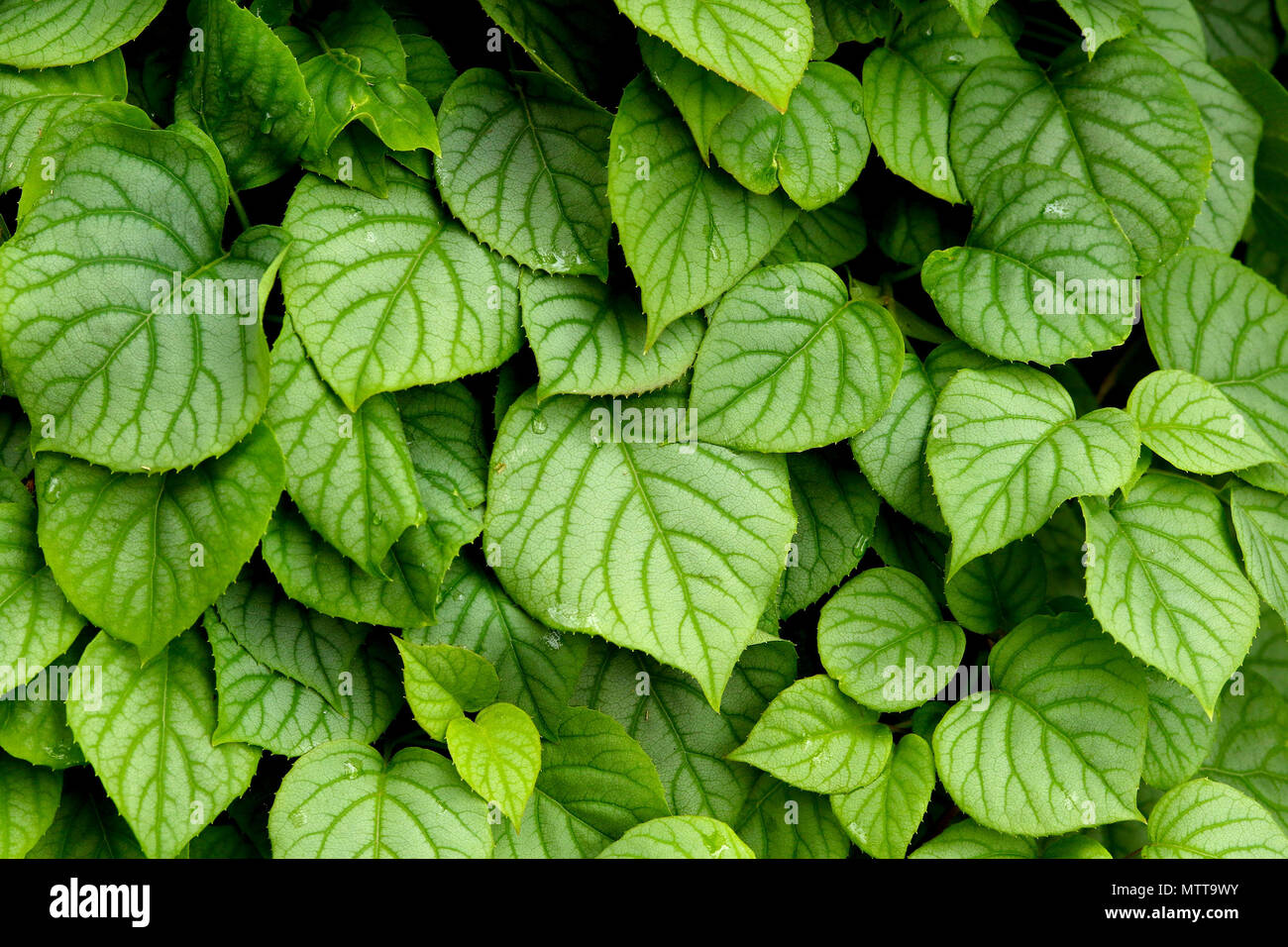 Üppig grüne Efeu deckt ein Baum Stockfoto