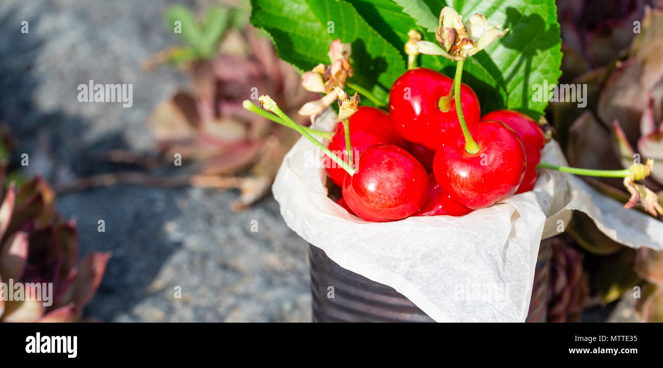 Horizontale Foto mit alten Vintage Dose voller roter frische Kirschen. Die Dose ist auf Stein mit mehreren Pflanzen und Blumen um. Obst ist in Zinn w Stockfoto