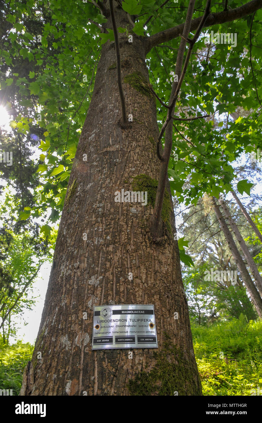 Amerikanische Tulpenbaum (Liriodendron tulipifera) an der Batumi Botanische Garten ist ein 108 Hektar großes Gebiet, 9 km nördlich der Stadt Batumi, Kapital o Stockfoto