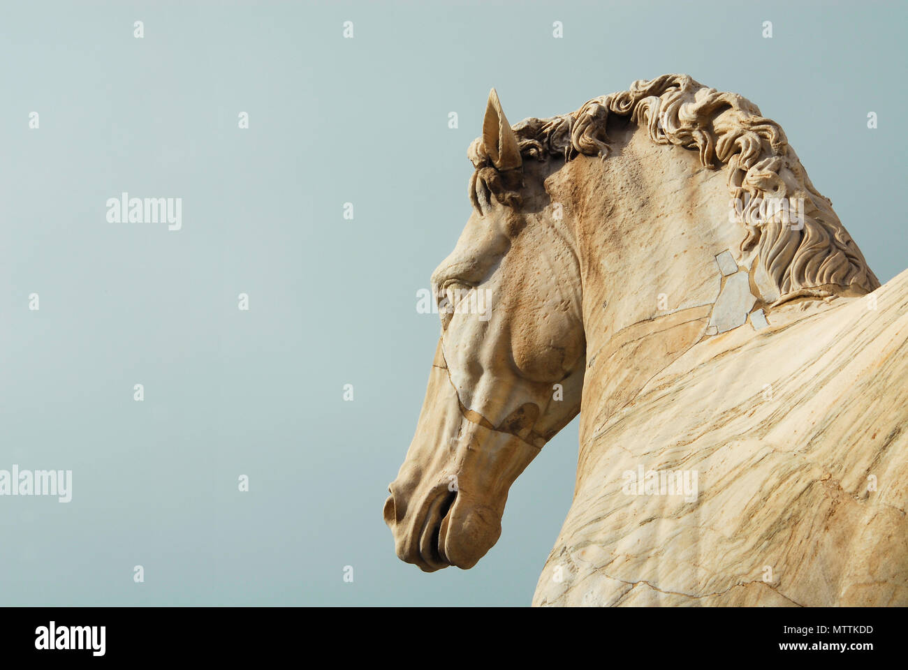 Antike römische Marmorstatue eines Pferdes oben auf dem Kapitol in Rom, datiert aus dem 1. Jahrhundert v. Chr. (mit Kopie Raum) Stockfoto