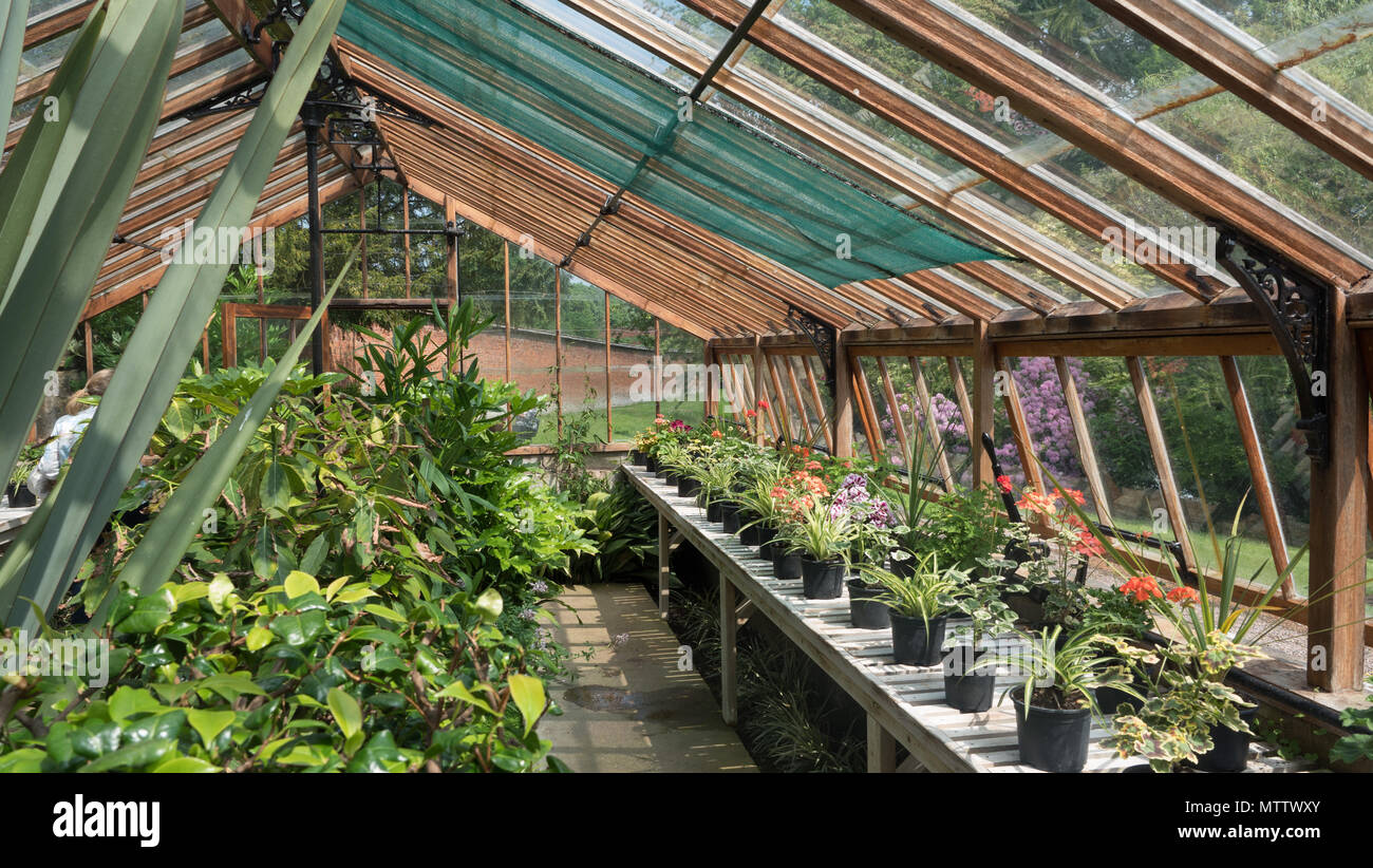 Weston-unter-Eidechse, England, 29, Mai, 2018. Weston Park stattliches Haus. Eine Innenansicht des Wintergarten Gewächshaus bei Weston Park Stockfoto