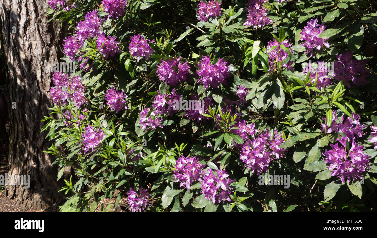 Weston-unter-Eidechse, England, 29, Mai, 2018. Weston Park stattliches Haus. Der verzauberte Garten bei Weston Park Stockfoto