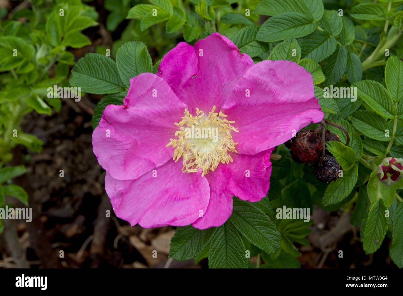 Rosa arkansana, die Prairie Rose oder wild Prairie Rose, ist eine Rose native zu einer großen zentralen Nordamerika Stockfoto