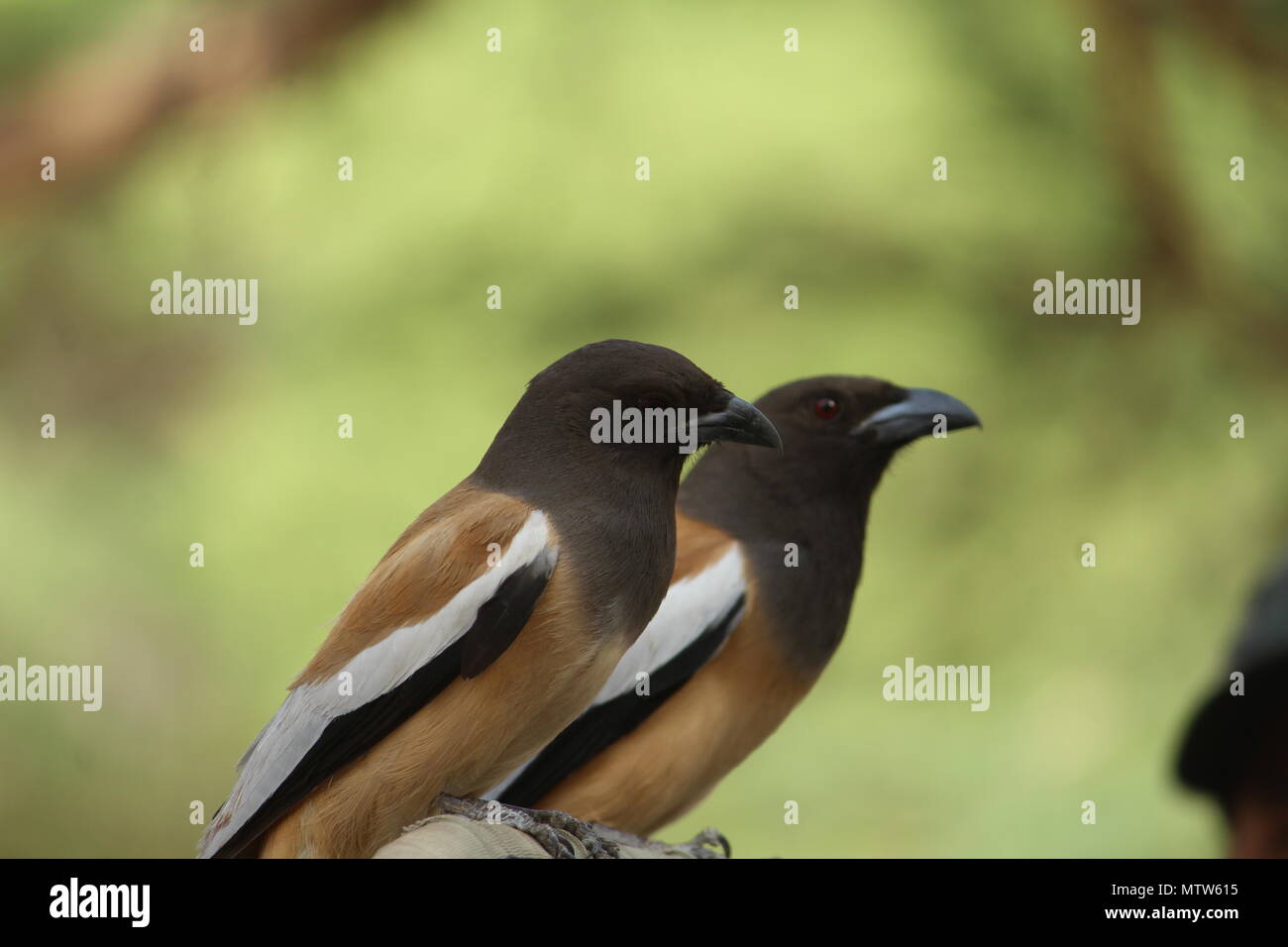 Zwei zum Tango Stockfoto