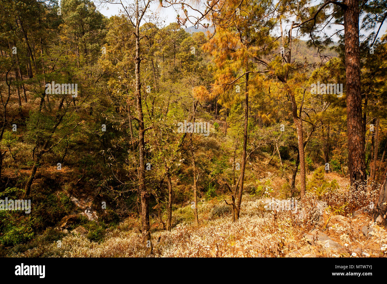 Tal, wo Jim Corbett schoß die Chowgarh fleischfressenden Tigerin, Kala Agar, Uttarakhand, Indien Stockfoto