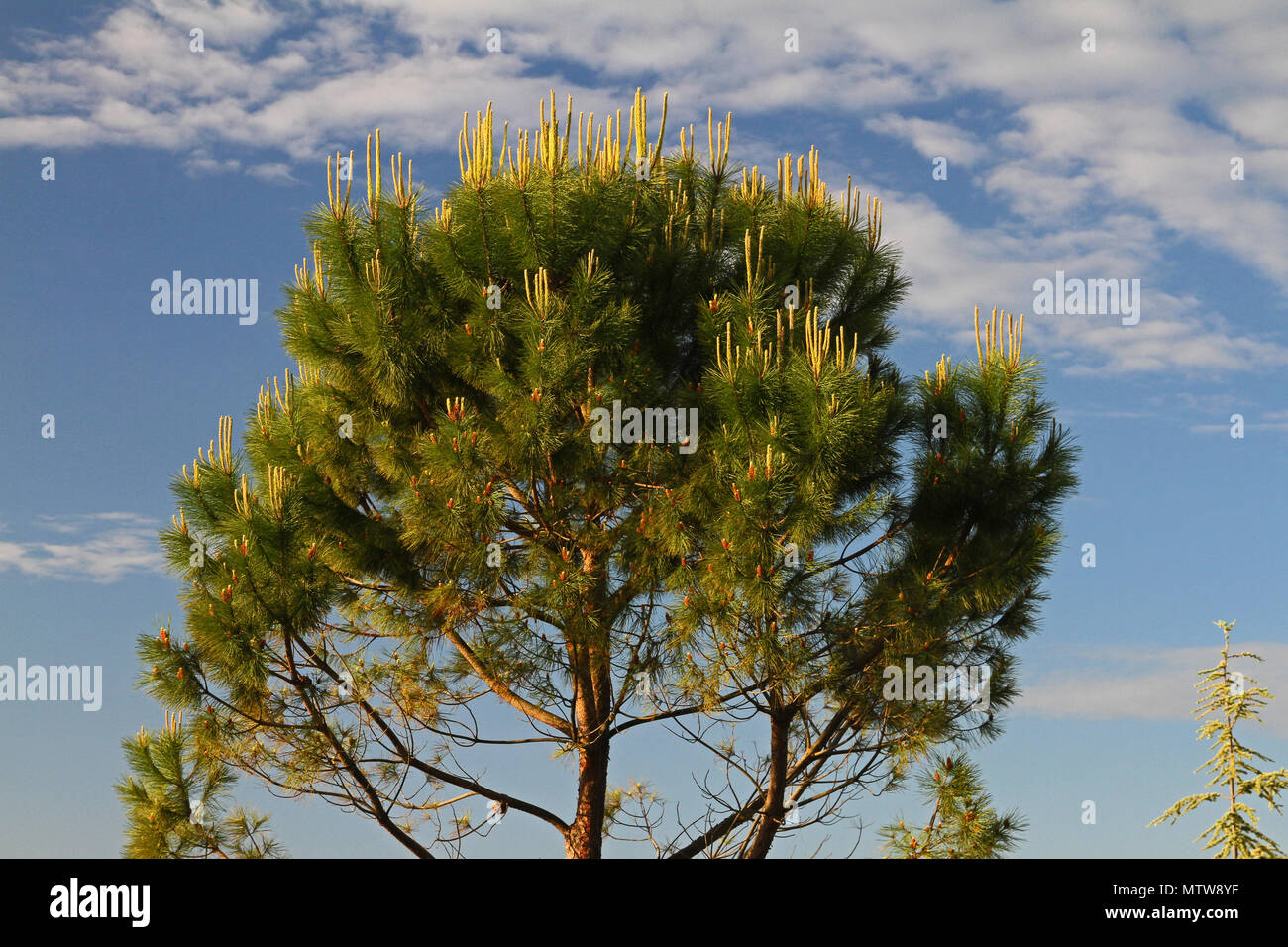 Mediterrane Pinie Pinus pinea Latein auch als Regenschirm, Sonnenschirm