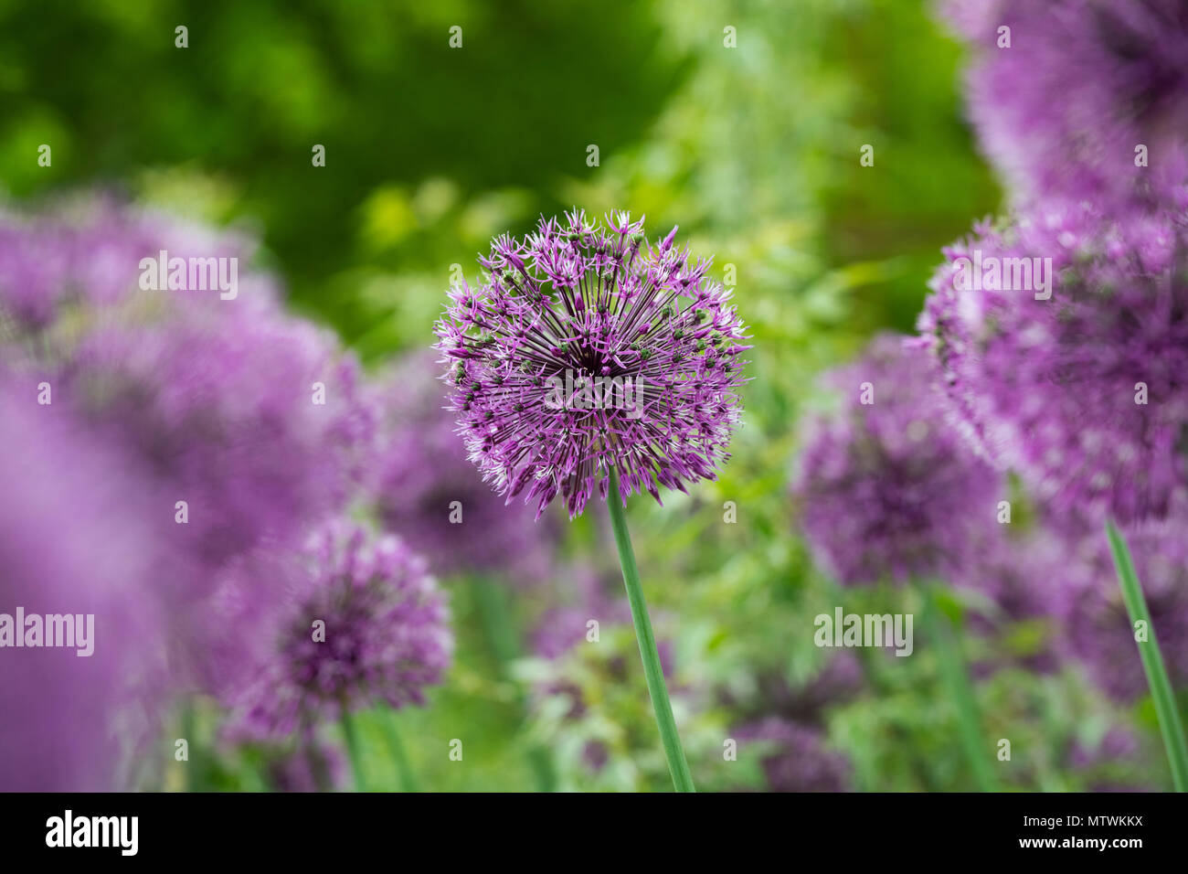 Allium jesdianum' frühen Kaiser'. Zierpflanzen Zwiebel Blumen im Frühling. Großbritannien Stockfoto