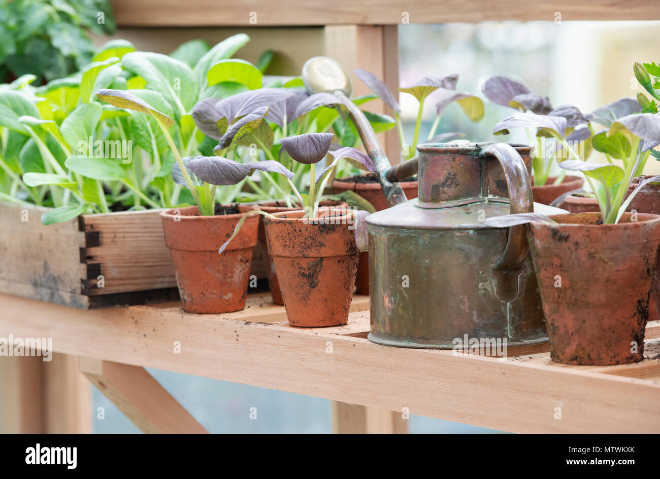 Topfpflanzen und eine alte Gießkanne in einem Gewächshaus im Frühjahr. Großbritannien Stockfoto