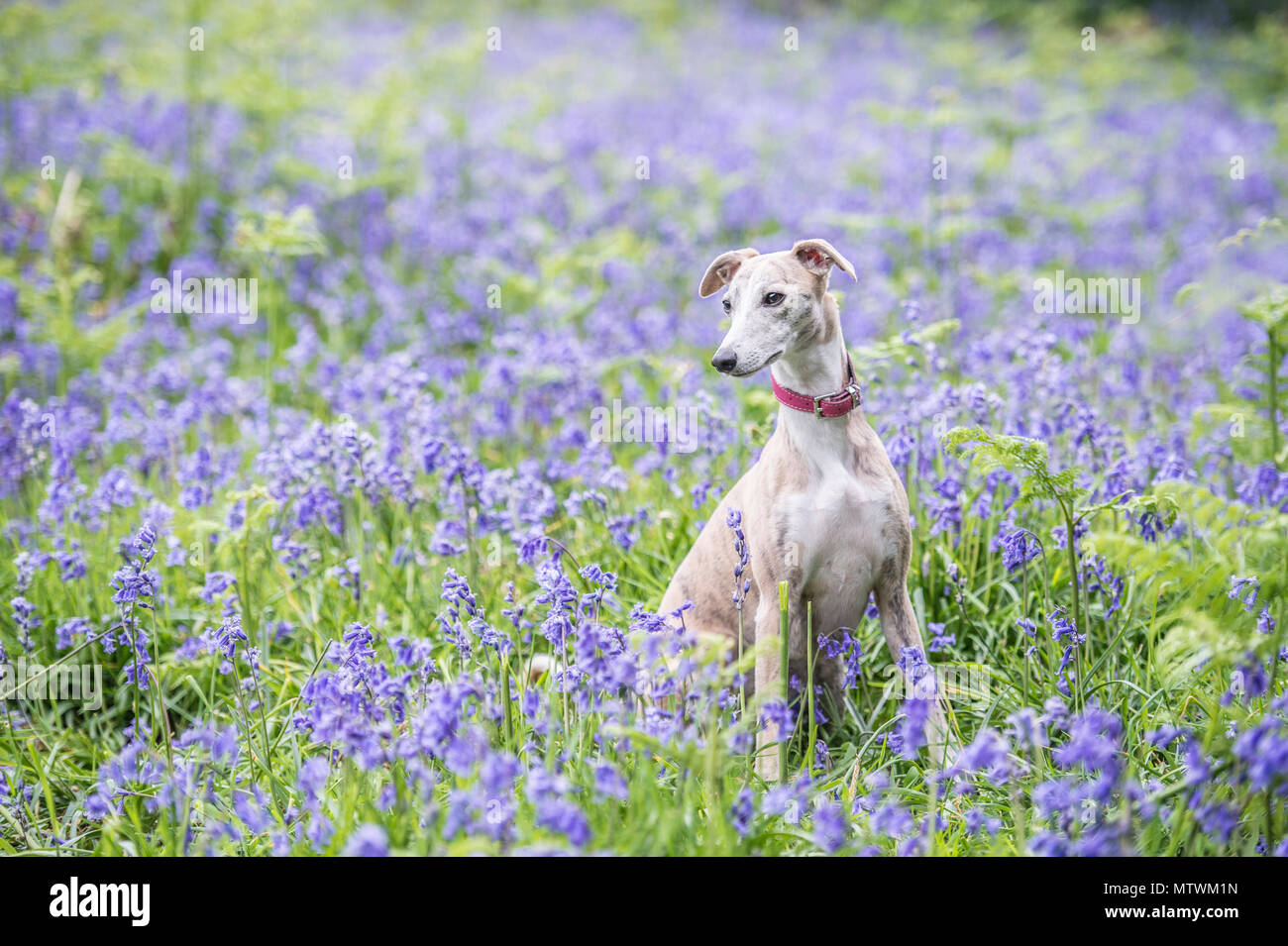 Whippet Hund in bluebells Stockfoto