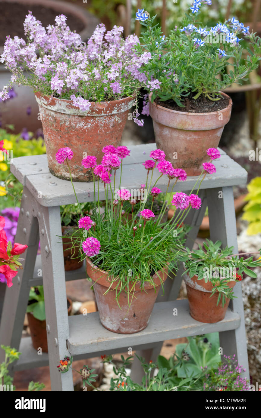Topfpflanzen auf hölzernen Schritte bei einer Blumenschau im Frühling. Großbritannien Stockfoto