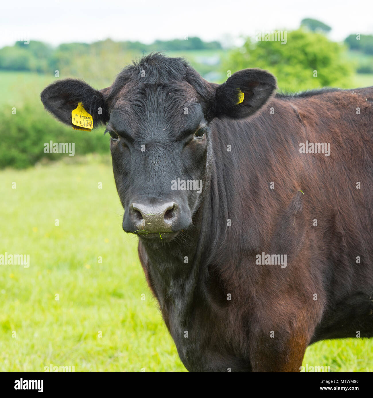 Kuh Kuh Stockfoto
