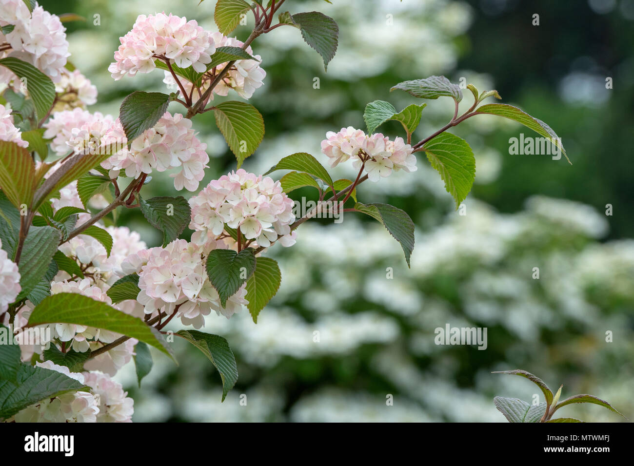 Viburnum plicatum f. Rosace plicatum''. Japanischer Schneeball 'Rosace' Strauch in Blüte. Großbritannien Stockfoto