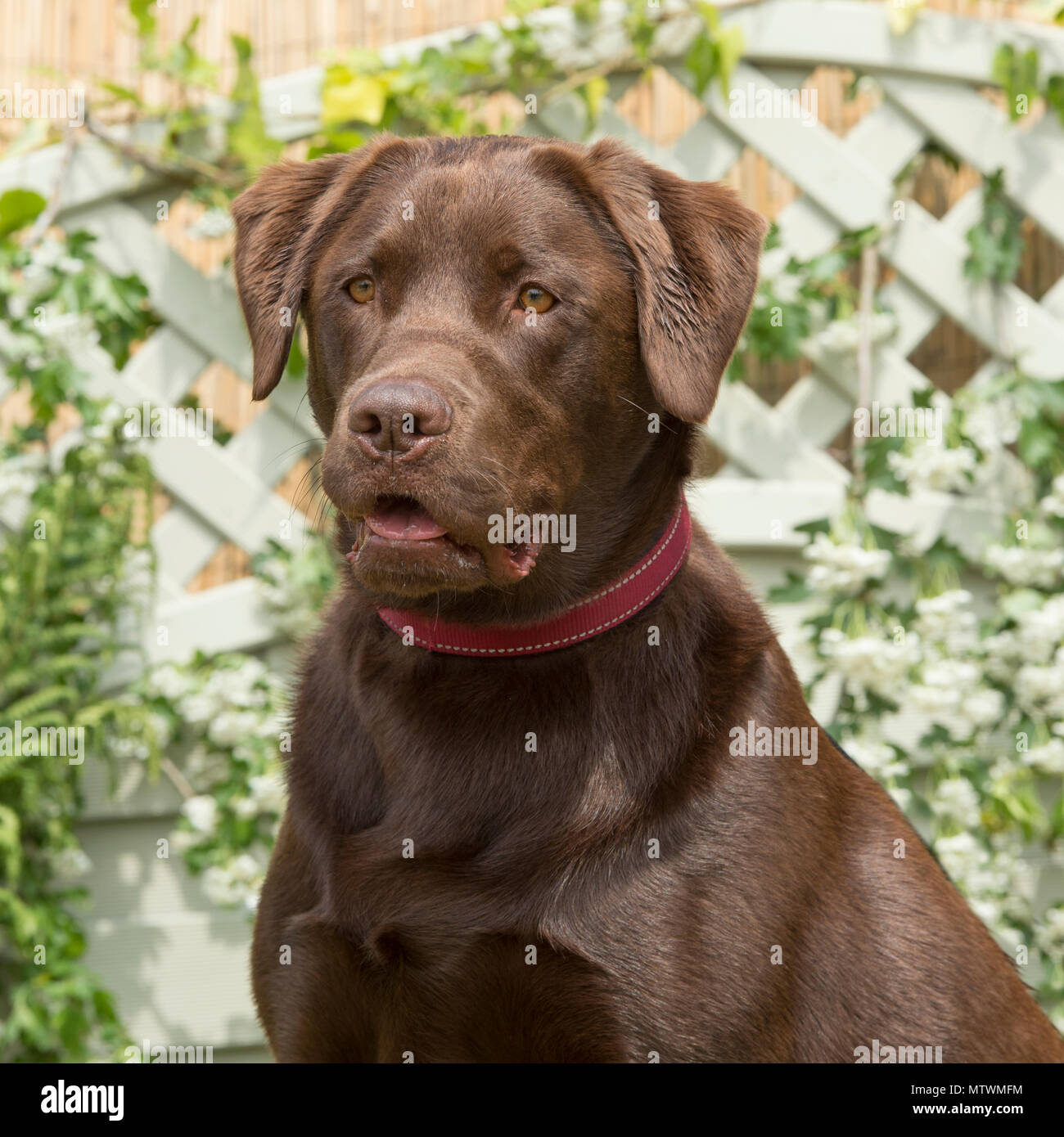 Labrador Retriever chocolate Stockfoto