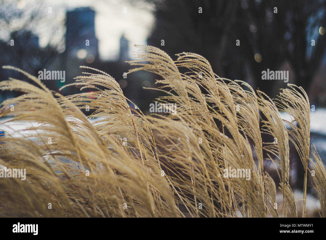 Brunnen Gras weht im Winter Wind in New York City Stockfoto
