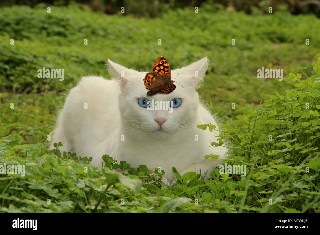 Weiße Katze liegend auf einer Wiese mit einem Schmetterling auf dem Kopf Stockfoto