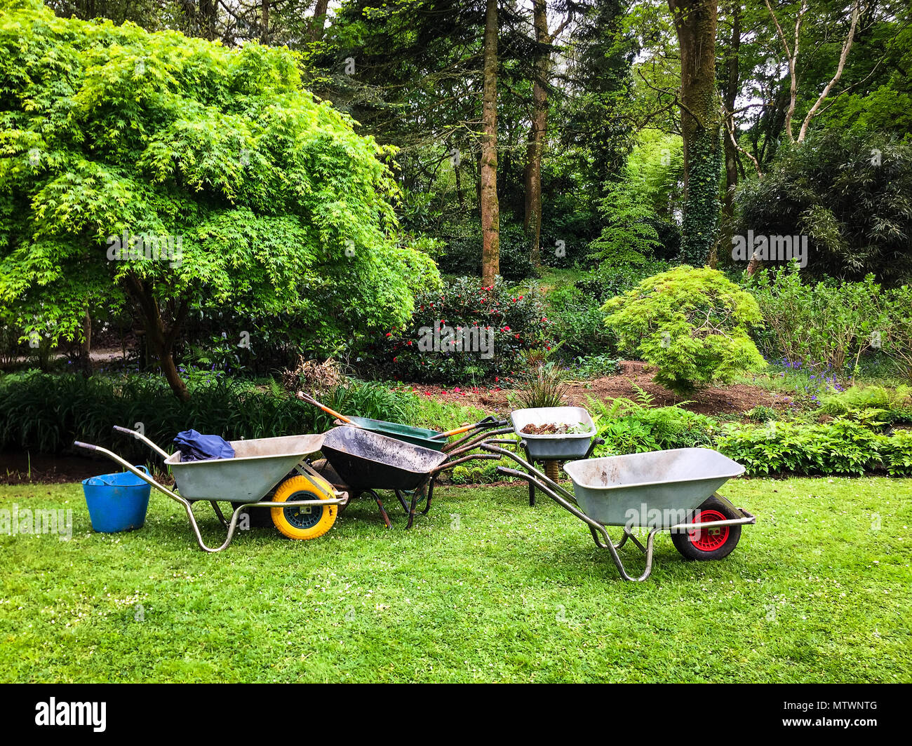 Fünf schubkarren stehen bereit für die Verwendung auf einem Garten Rasen. Stockfoto