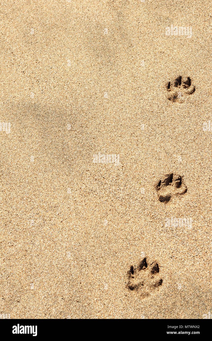 Drei hund Pfotenabdrücke im Sand. Hintergrund. Stockfoto