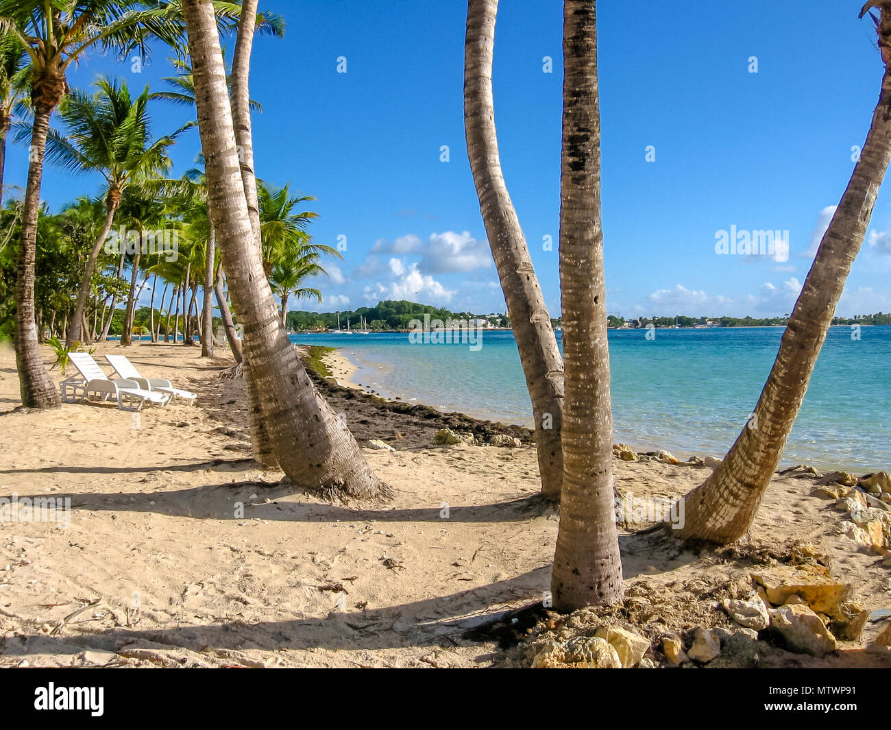 Kokosnuss Palmen, türkisfarbenes Meer, weißer Strand und zwei Stühle am Strand Ufer. Sainte-Anne Guadeloupe, Antillen, Karibik. Stockfoto