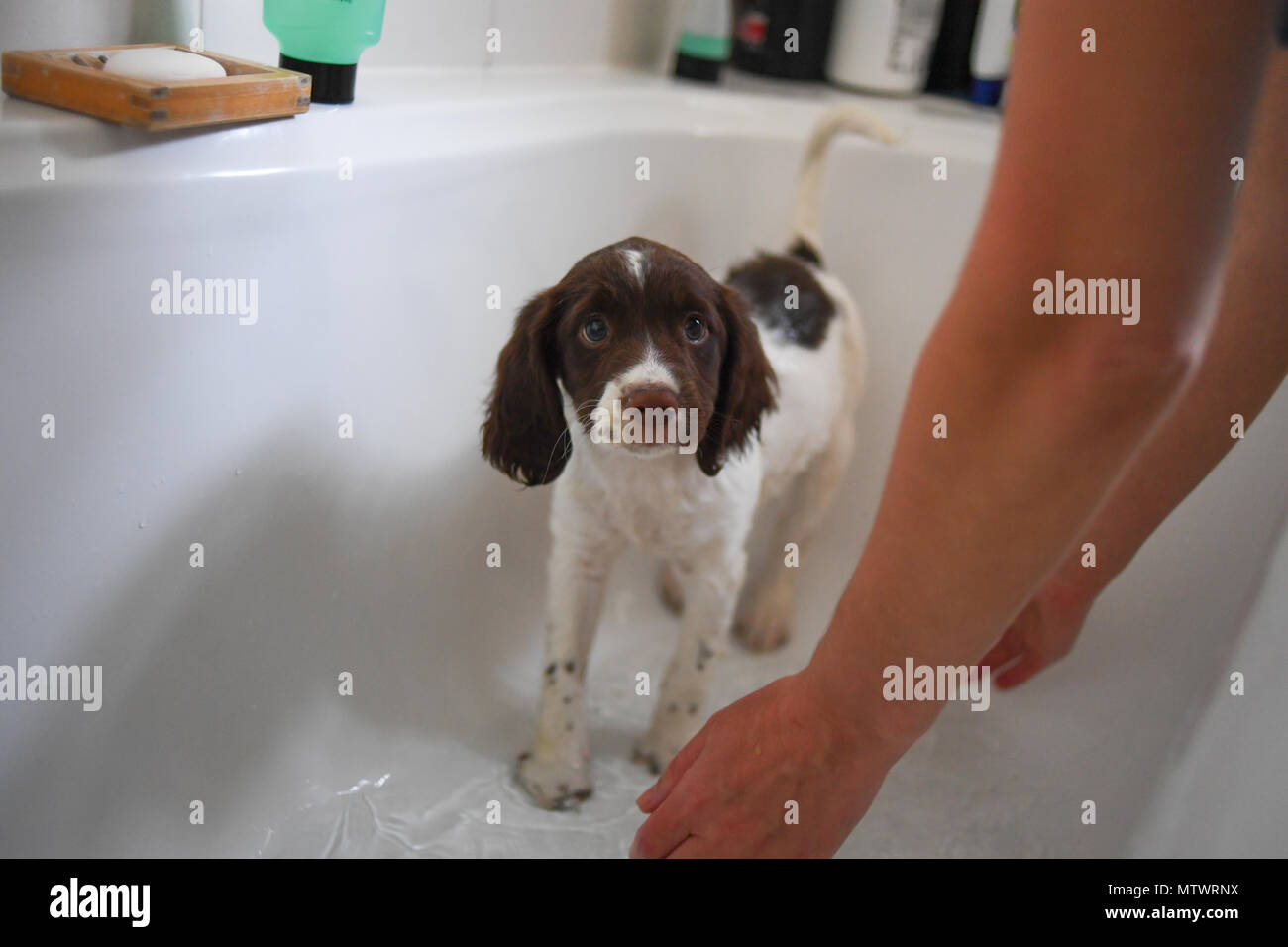 10 Woche alt English Springer Spaniel Welpen in der Badewanne zum ersten Mal gewaschen werden. Stockfoto