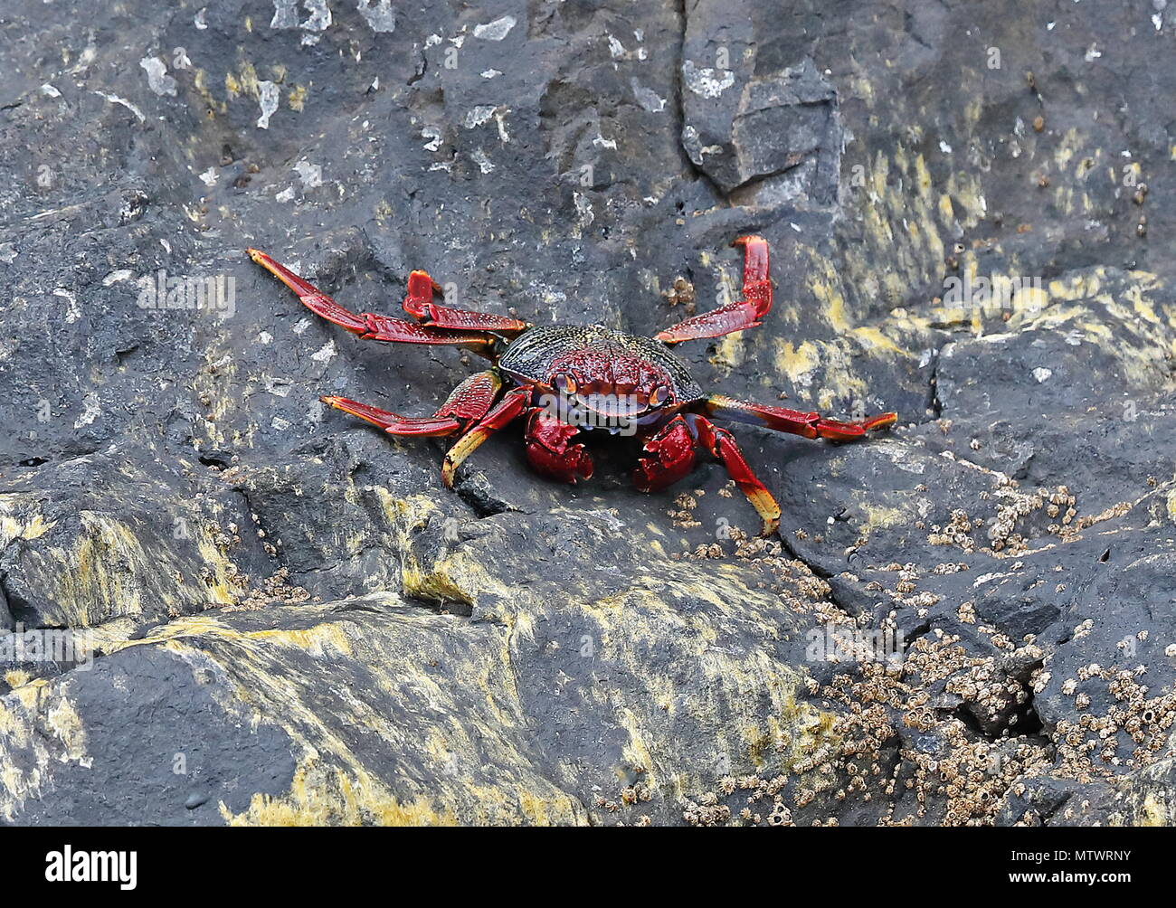 Atlantic Rock Crab (Grapsus adscensionis) Erwachsenen auf dem Rock Desertas Inseln, Madeira, Portugal Stockfoto