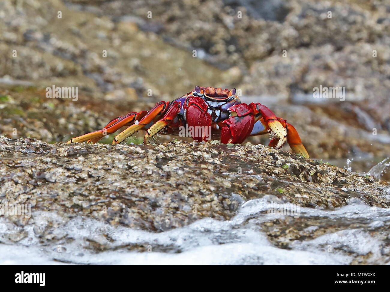 Atlantic Rock Crab (Grapsus adscensionis) Erwachsenen auf dem Rock Desertas Inseln, Madeira, Portugal Stockfoto