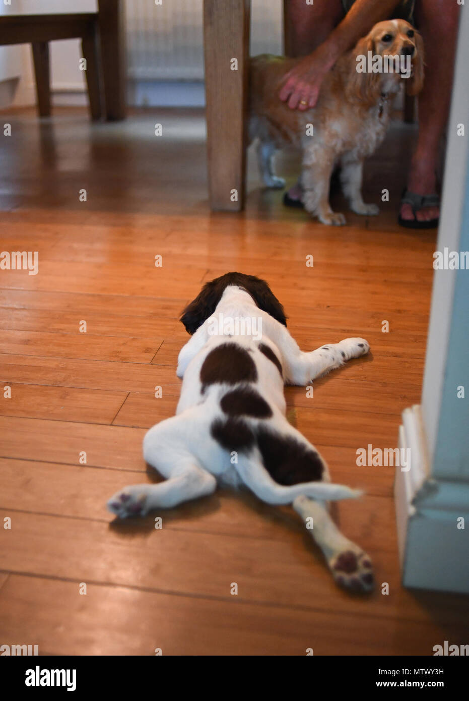 10 Woche alt English Springer Spaniel Welpen vergesellschaftet mit einem erwachsenen Hund, mit dem Meeting zögerlich ist. Stockfoto