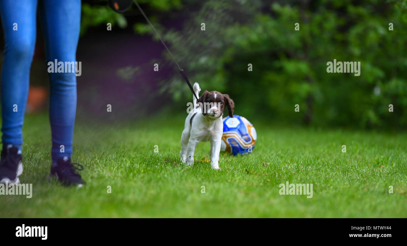 A 8 Woche English Springer Spaniel Welpen üben zu Fuß an der Leine in den Garten. Nahaufnahme der Welpen und ihren Eigentümern Beine. Stockfoto
