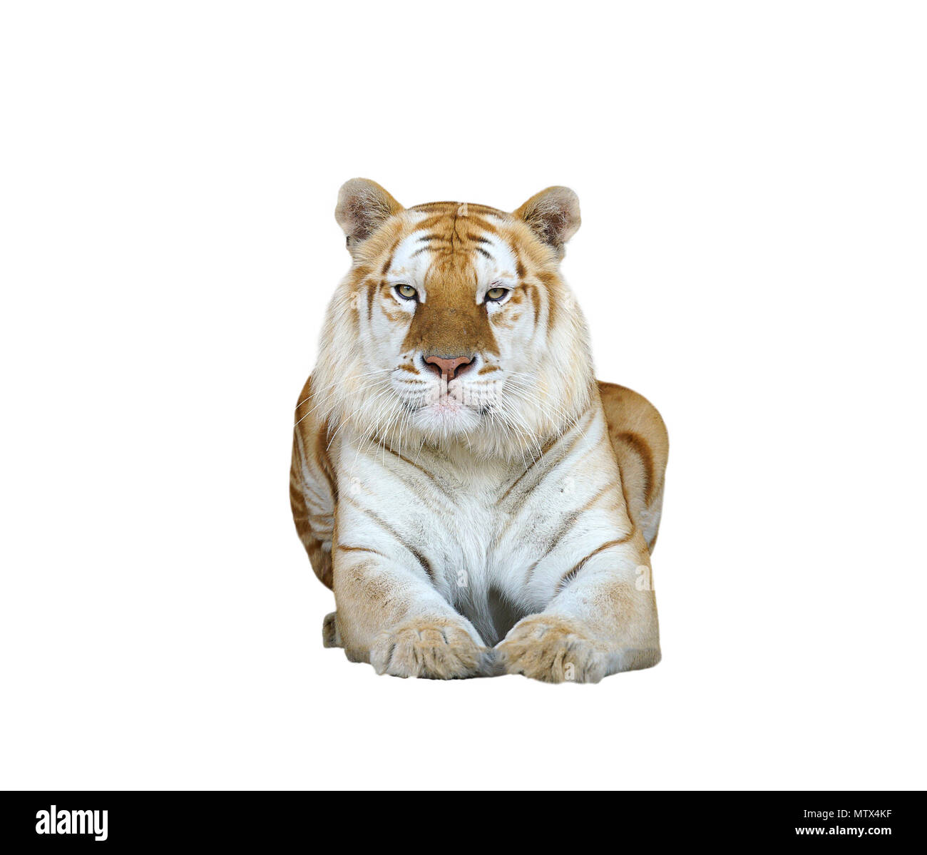 Golden Tabby Tiger oder Erdbeere tiger isoliert Stockfoto
