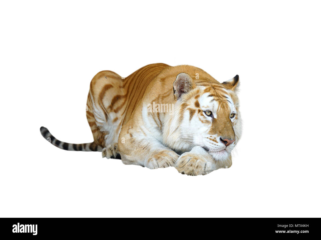 Golden Tabby Tiger Oder Erdbeere Tiger Isoliert Stockfotografie Alamy