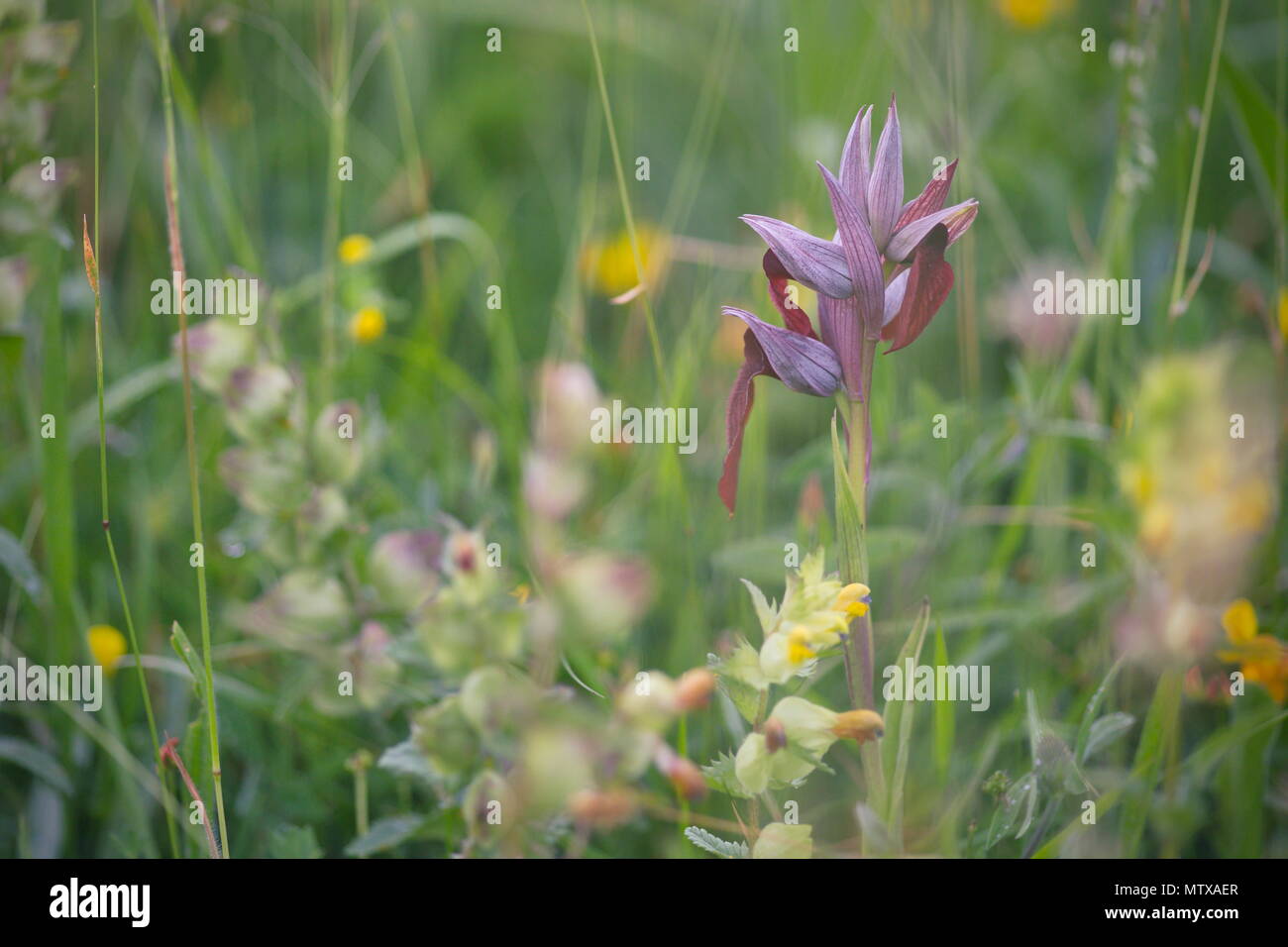 La orquidea Serapia Lingua. Tomada en Larrabetzu (Bizkaia). Stockfoto