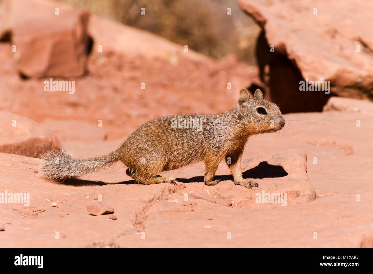 Kleinen neugierigen Eichhörnchen auf roten Felsen im Grand Canyon in Arizona. Stockfoto
