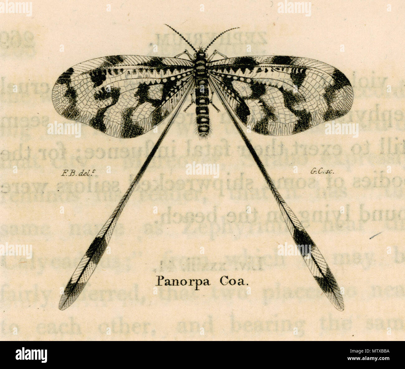 . Englisch: Panorpa Coa-Beaufort Francis F - 1817. 1817. Francis Beaufort (1774 - 1857) Alternative Namen Sir Francis Beaufort Beschreibung Britischen hydrographer und Marineoffizier Datum der Geburt / Tod 27. Mai 1774 vom 17. Dezember 1857 Ort der Geburt / Todes Navan Hove Authority control: Q 21186 VIAF: 42580519 ISNI: 0000 0001 0892 2227 LCCN: Nr. 2002095335 NLA: 44789492 GND: 116098120 WorldCat 466 Panorpa Coa-Beaufort Francis F - 1817 Stockfoto