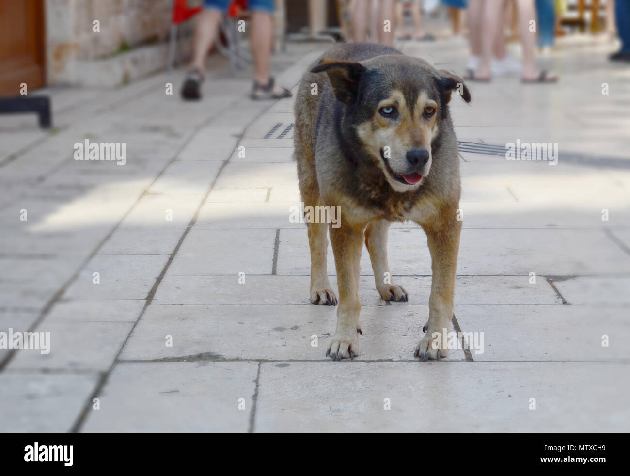 Obdachlosen Hund mit verschiedenfarbigen Augen auf einer Straße in Antalya, Türkei. Ein Auge ist blau, andere Auge braun ist Stockfoto