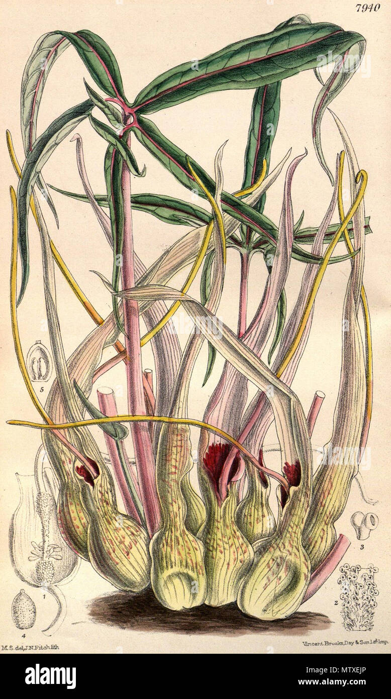 . Englisch: Sauromatum brevipes. 1904. Matilda Smith del. (1854-1926), John Nugent Fitch lith. (1840-1927) 544 Sauromatum brevipes CBM Stockfoto