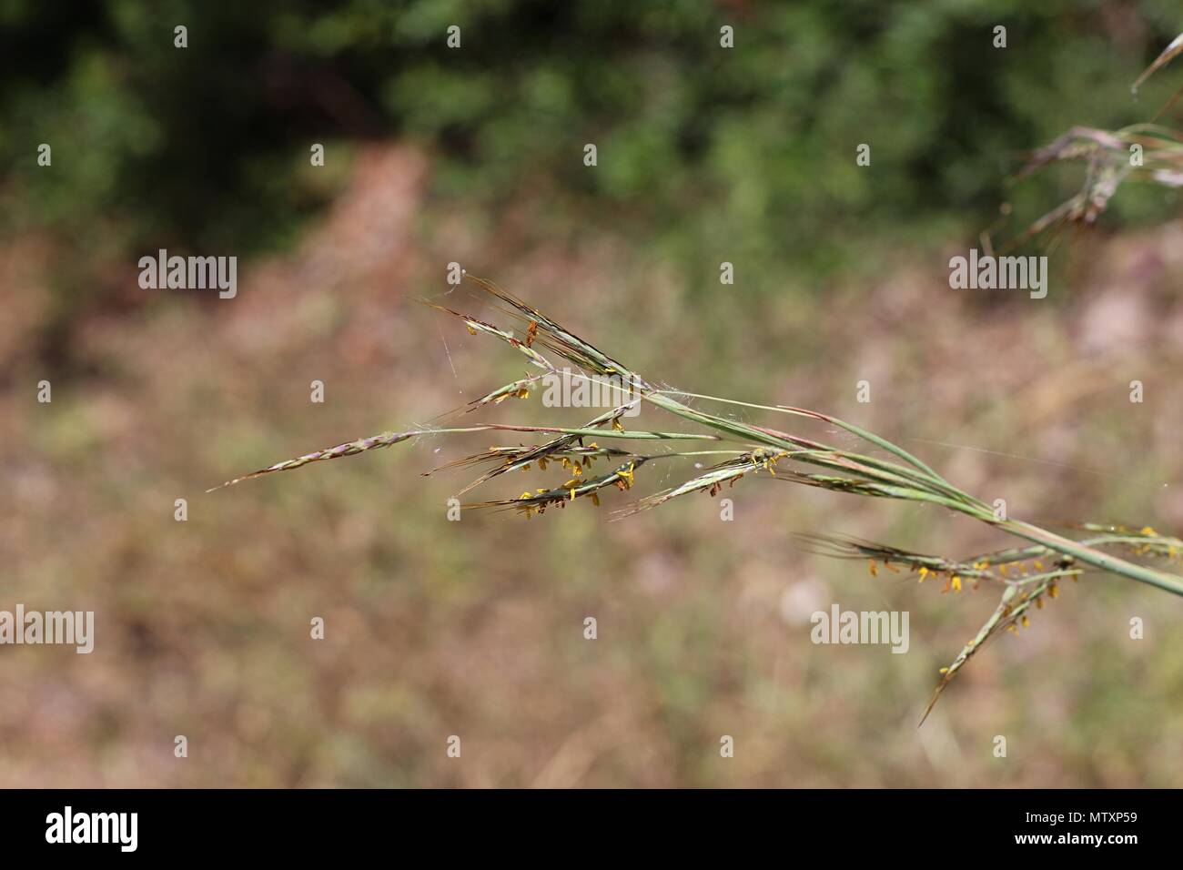 Blüten und Stängel von Gras Cymbopogon hirtus/Hyparrhenia hirta Stockfoto