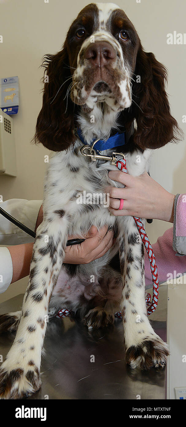 Ein Tierarzt, der die Kontrollen der Lunge von Finnick, ein sechs Monate alter English Springer Spaniel, wie er auf seinem Eigentümer lehnt sich als Tierarzt auf seine Lungen bei Joint Base Langley-Eustis, Va., Nov. 5, 2017 hört. Besitzer von Haustieren, die zuvor ihre Haustiere um die Installation Kliniken genommen werden kann, wenden Sie sich an den Kliniken Aufzeichnungen ihrer Haustiere heraus zu überprüfen und Gesundheitsbescheinigungen für dauerhafte Änderung der Station stateside erhalten und in Übersee mit Haustieren. (U.S. Air Force Foto: Staff Sgt. Teresa J. Cleveland) Stockfoto